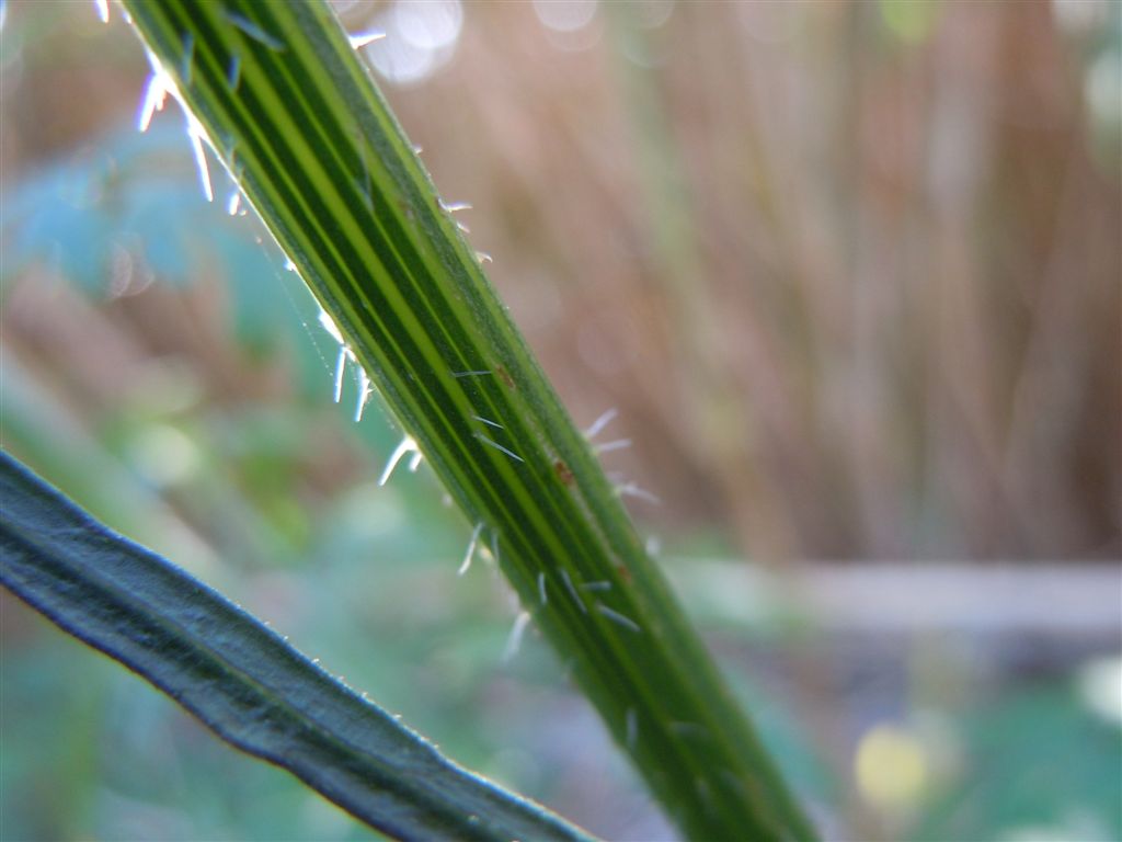 Daucus carota s.l. / Carota selvatica